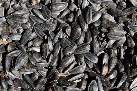 Black Sunflower Seeds 5kg