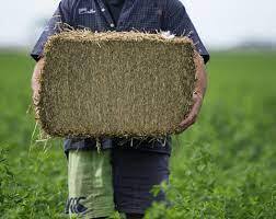 Hay Lucerne Bale