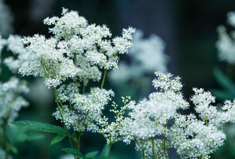 Meadow Sweet Herbs