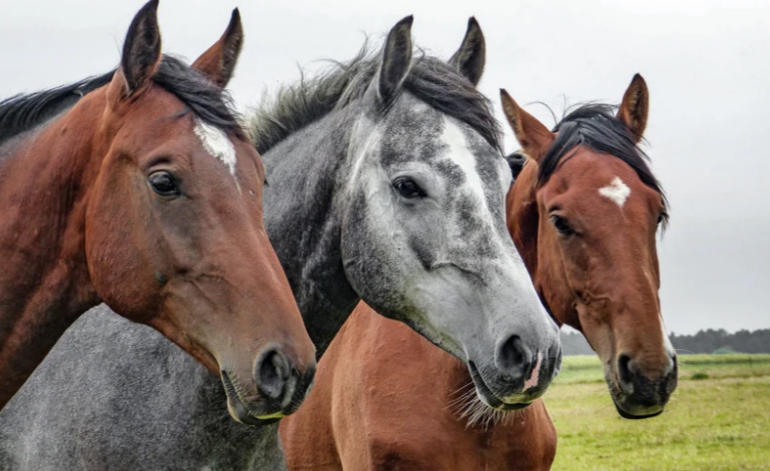 Feeding Ulcer Prone Horses