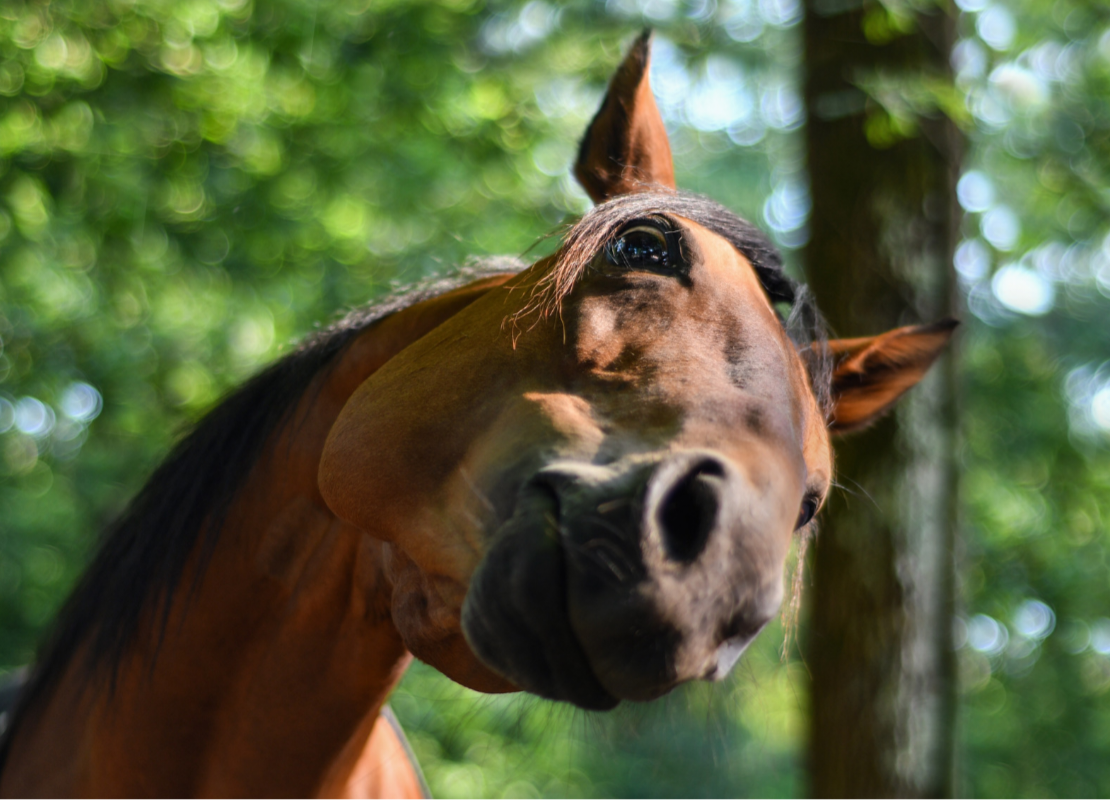 Bighead Disease: What is it, and should you be worried?