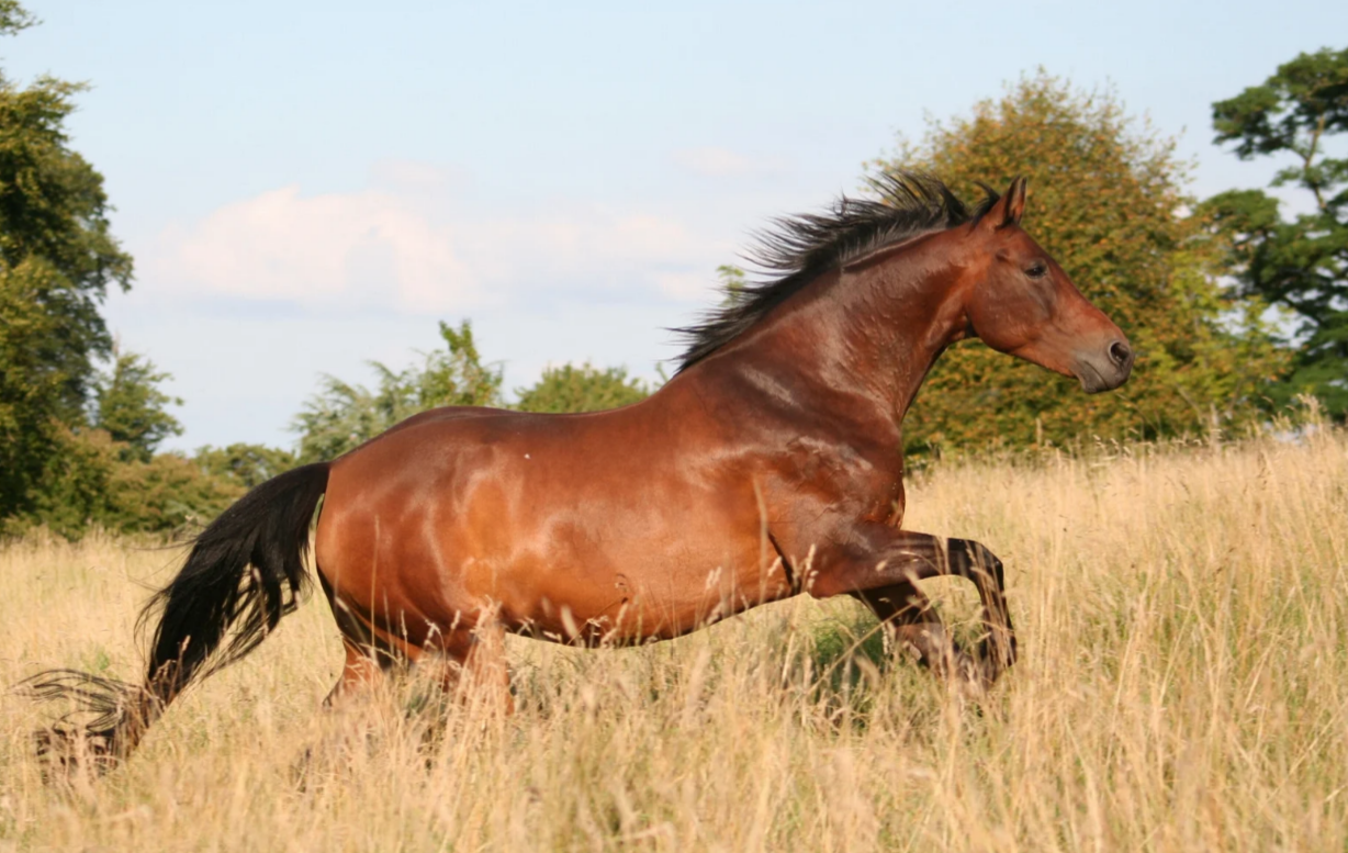 How to Prevent Colic