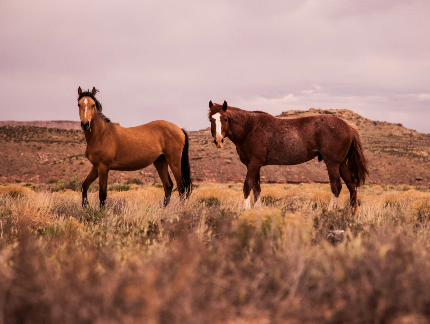 Herbs for Horses: A gimmick or truth?