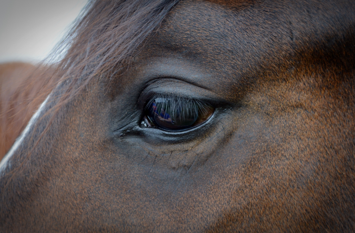 Eye Ulcers in Horses