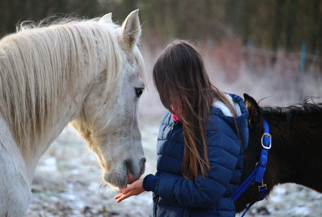 Top Supplements to Consider for your Horse