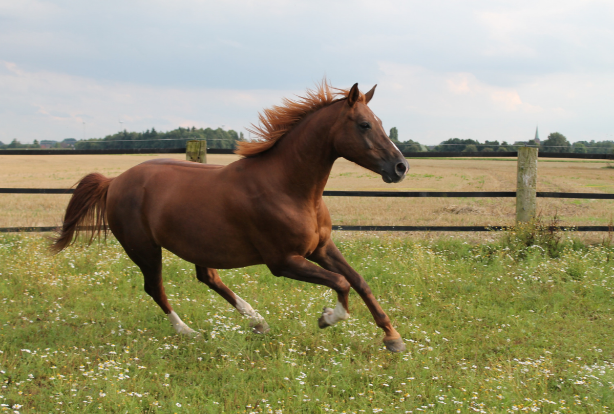 Spelling Your Horse: Everything you need to know