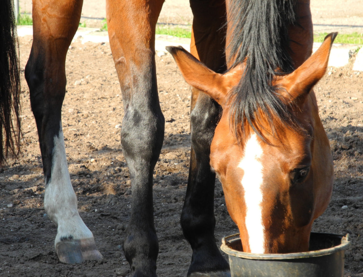 Why Chaff is Essential for Horse Health Oakford Stockfeeds