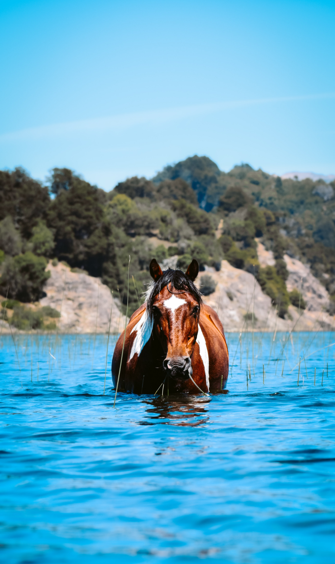 Put the scraper down: The best way to cool your horse