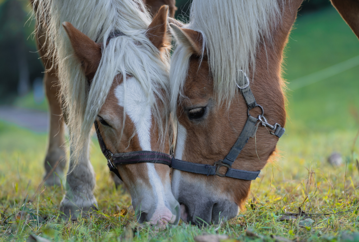 How To Save On Your Horse Feed Bill