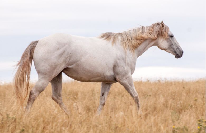 Helping Your Horse Lose Weight