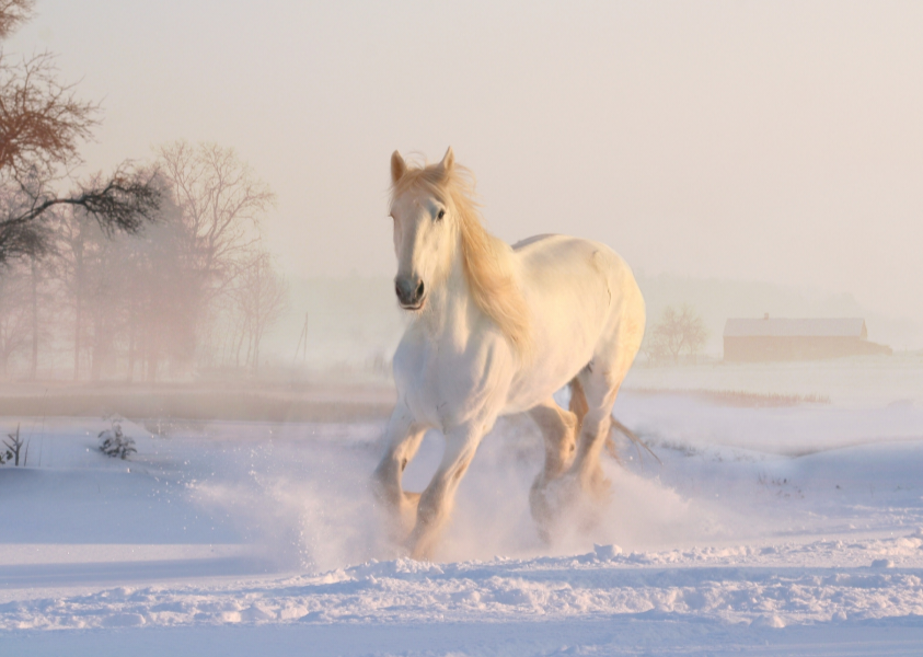 Does Your Horse Really Need a Rug?