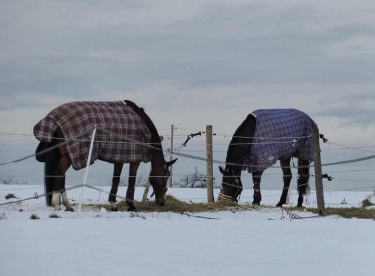 Winter Rug Essentials