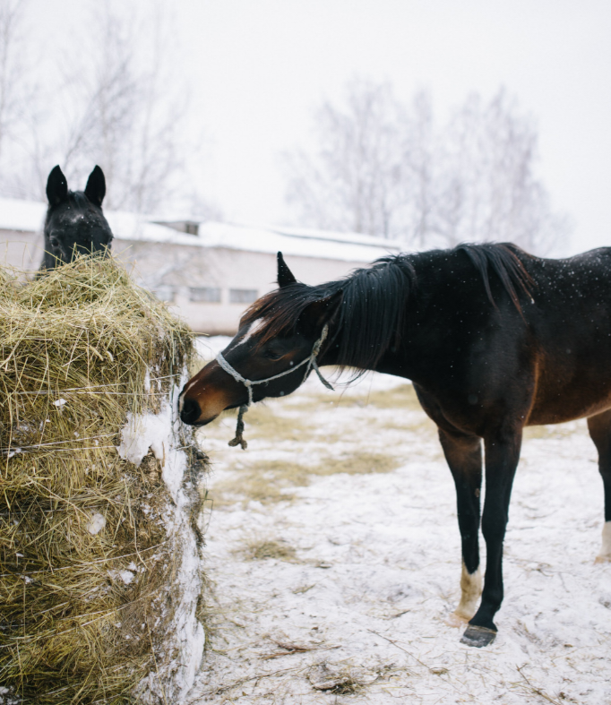 Feeding Your Horse in Winter