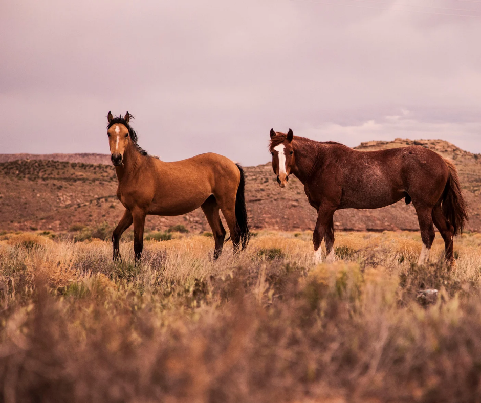 The Key to a Healthy Hindgut