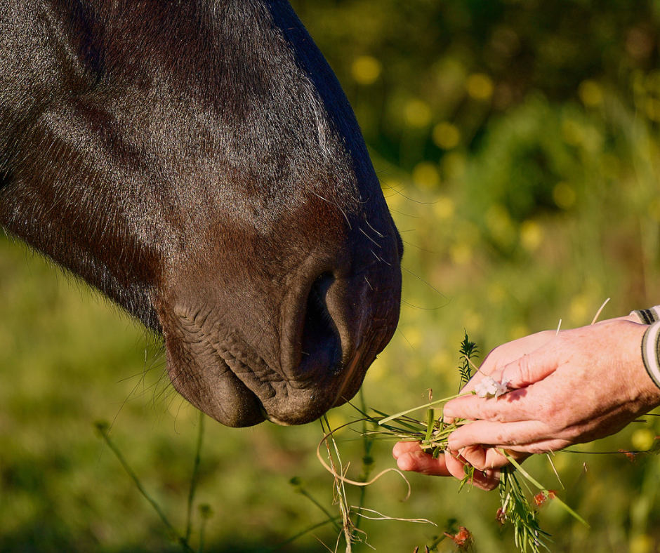Feeding the Golden Oldie