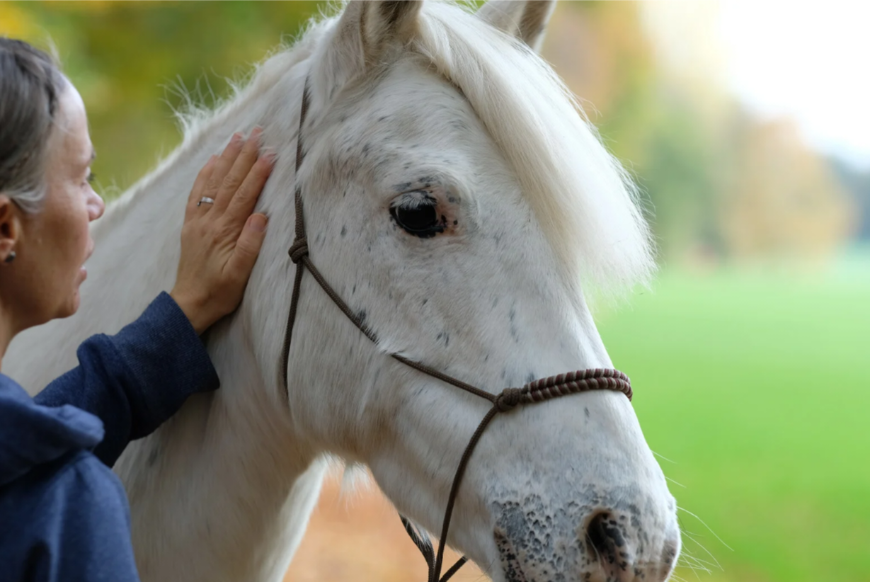 Strangles in Horses: Understanding the Highly Contagious Equine Disease