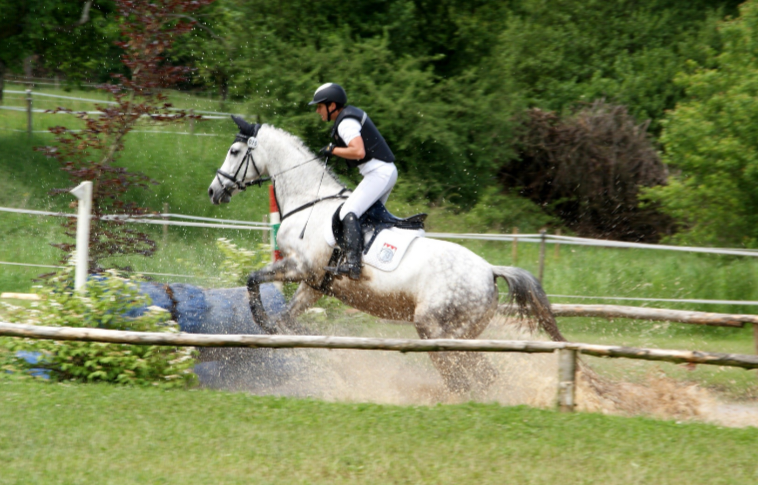 building-muscle-in-horses-an-overview-of-equine-fitness-and-nutrition