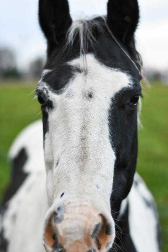 Free Fecal Water in Horses: What Is It and What To Do About It