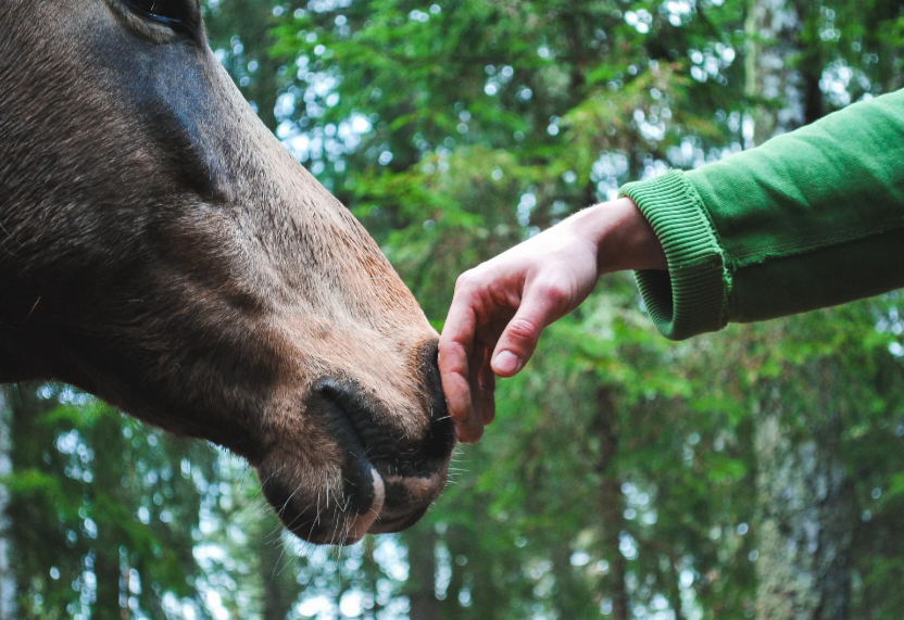 Tetanus in Horses: Everything You Need to Know