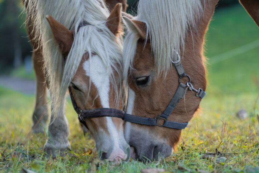 Feeding Horses in Spring: How to Safely Transition Your Horse onto Spring Pasture