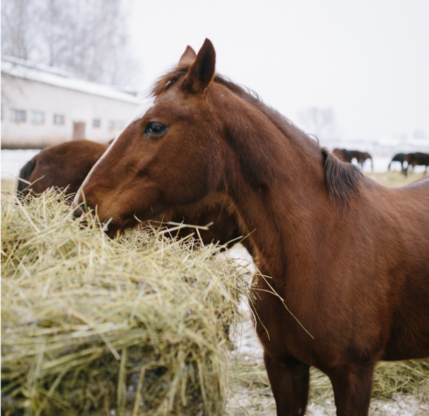 Using Haynets for Horses: The Benefits and Drawbacks