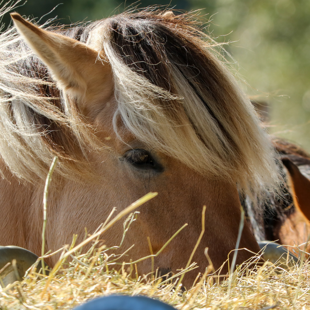 The Hay Essentials: A Guide to Feeding Your Horse Safely