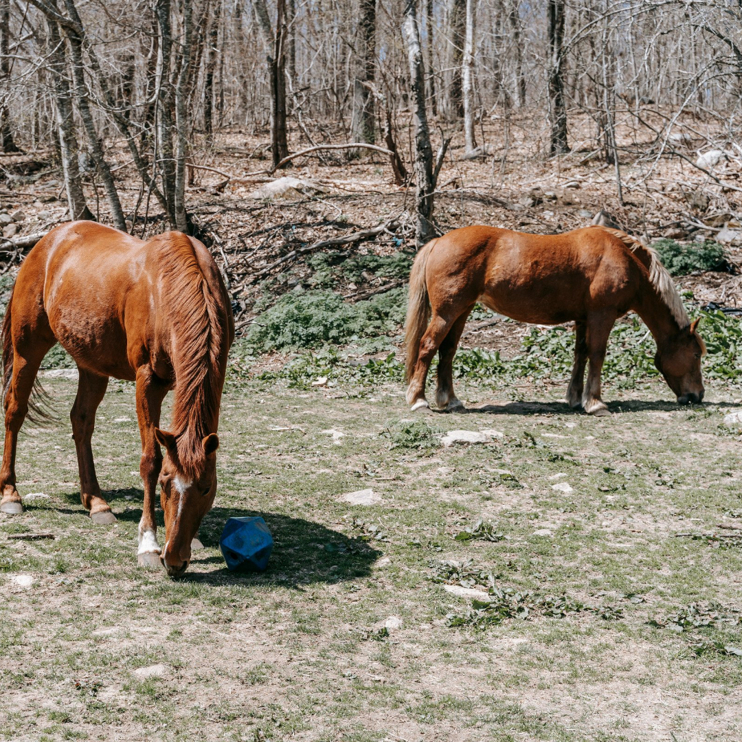 Feeding Horses During a Drought: Alternatives to Hay