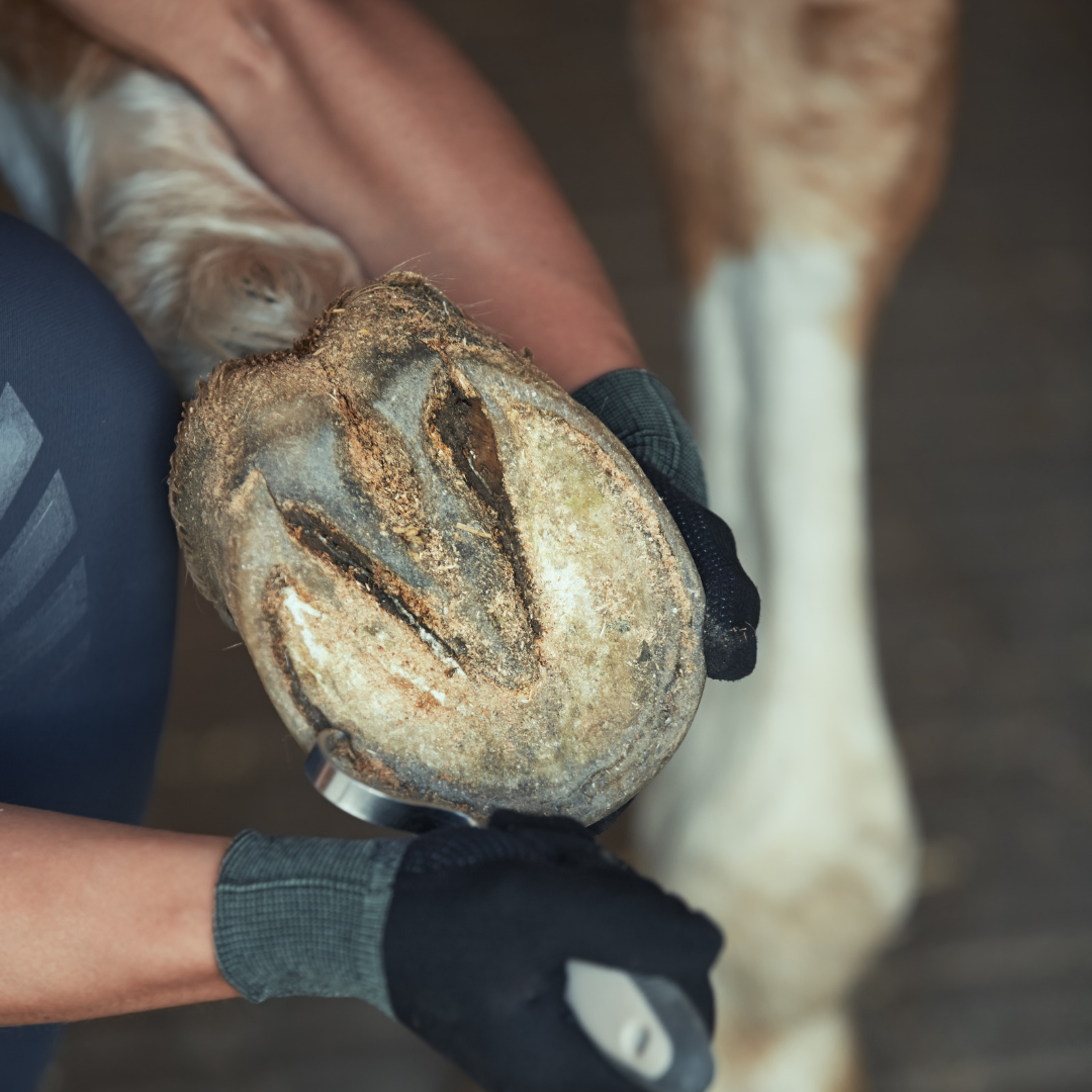 The Implications of Excess Dietary Supplementation on Horse Hoof Health