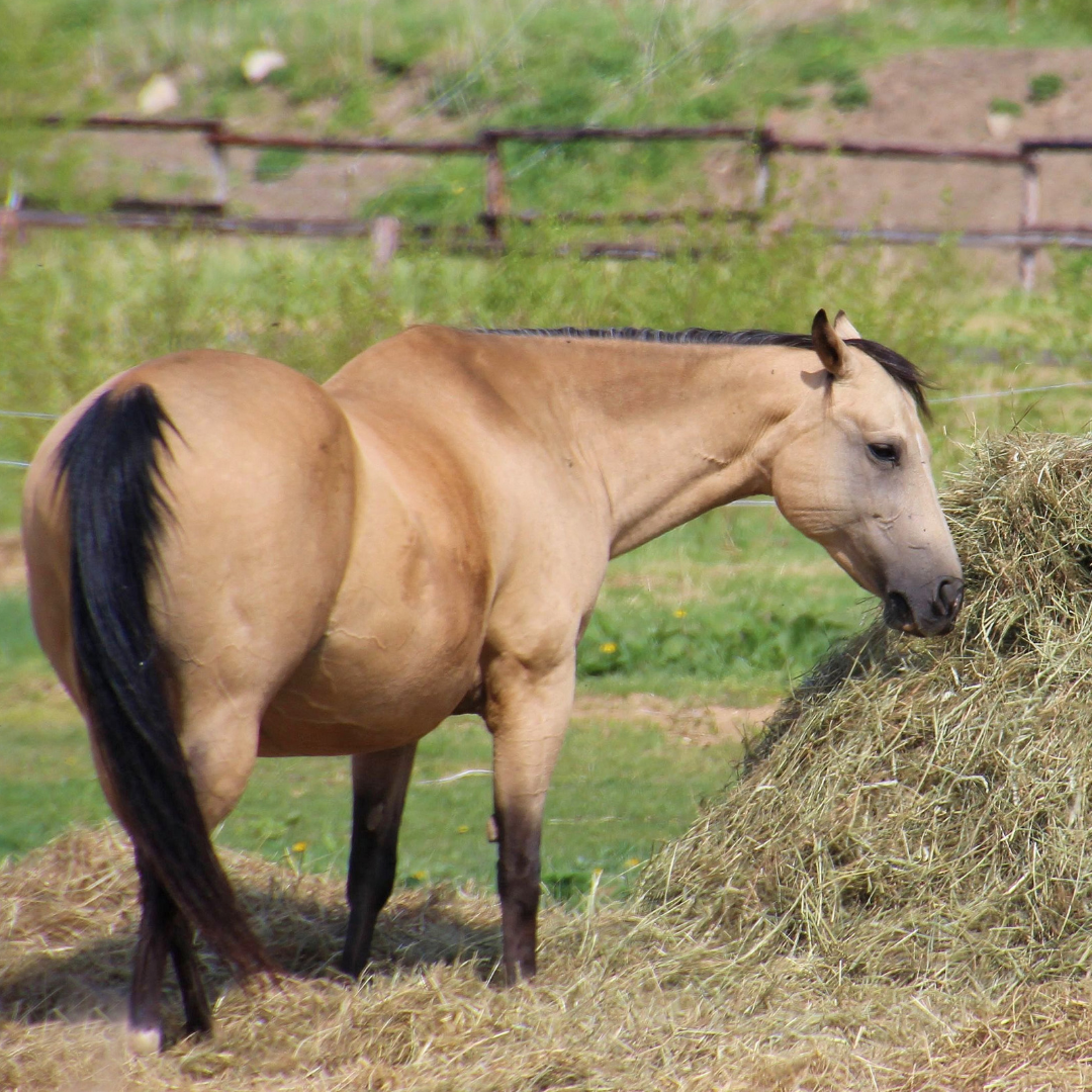Forage: Is it All That a Horse Needs?