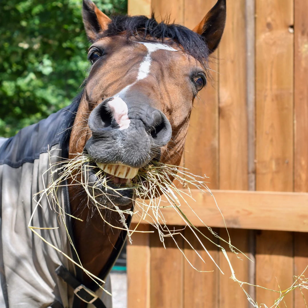 Breathing Easy: A Guide to Improving Horse Airway Health