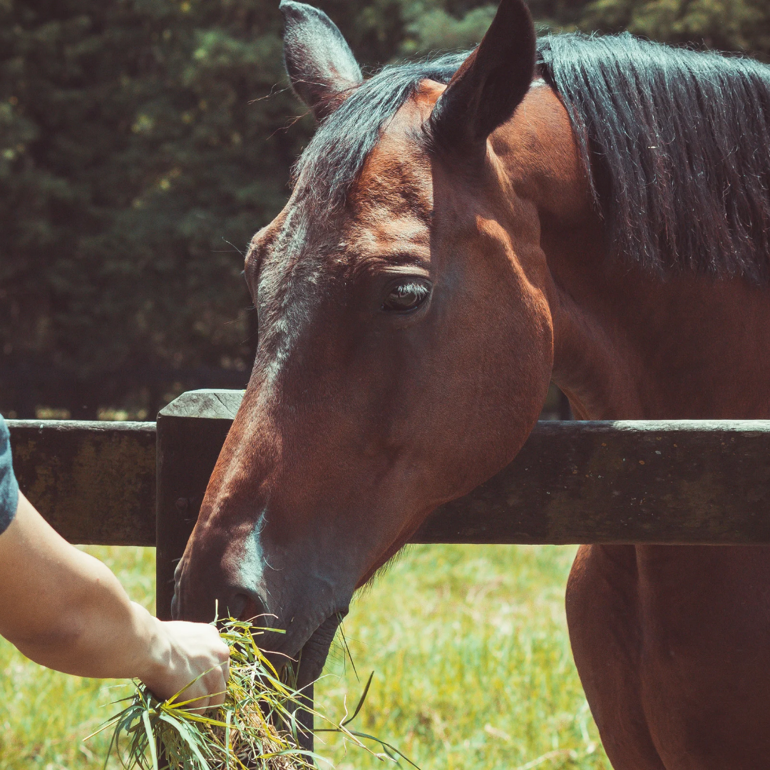 The Top Equine Feeding Protocols You Need to Know