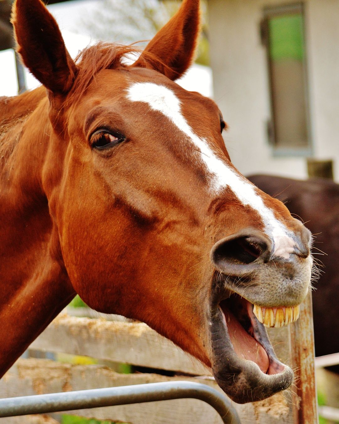 How to Feed Psyllium Husk to Horses: Preparation, Palatability and Sand Management