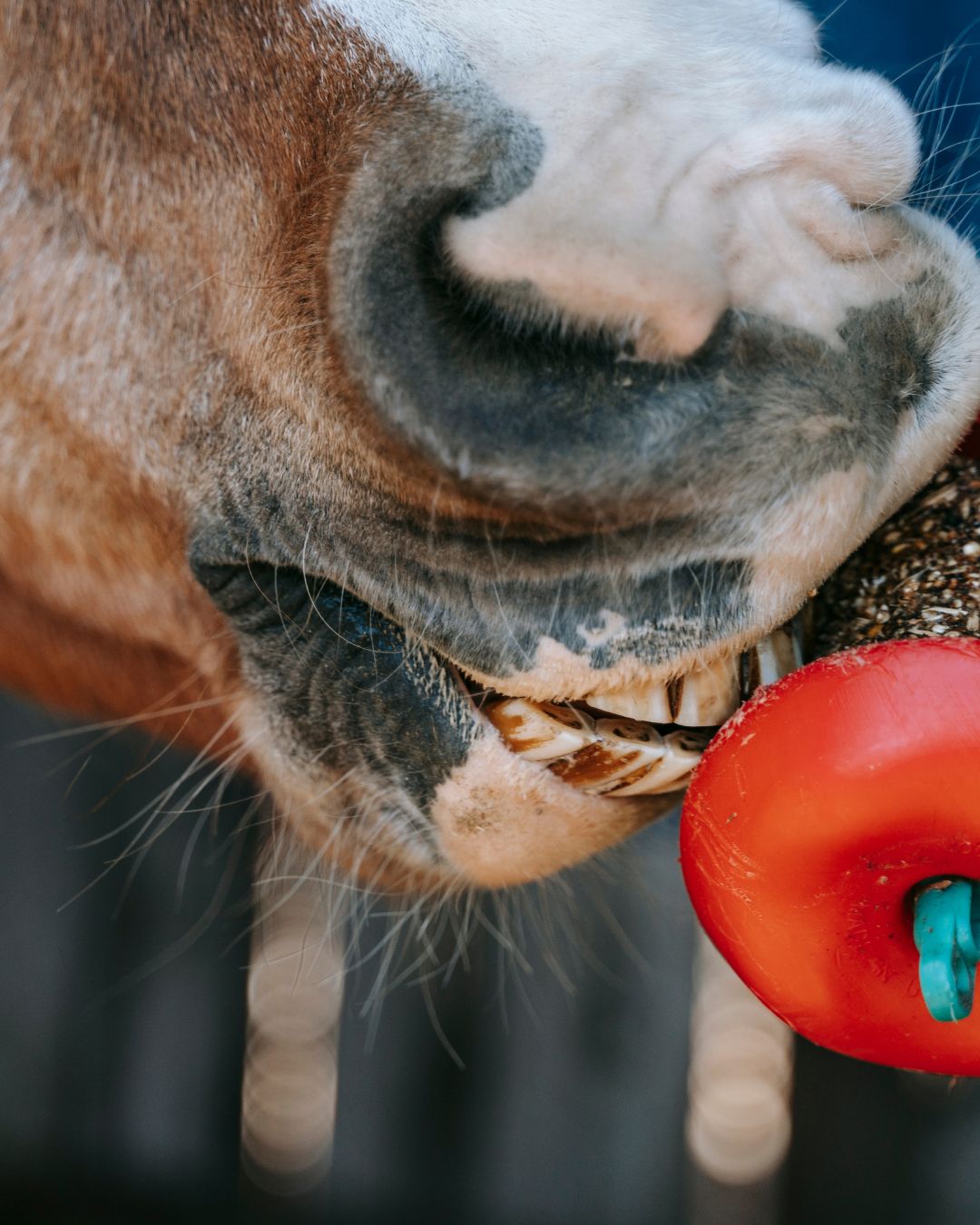 How to Prevent Gastric Ulcers in Horses: Feeding, Management and Digestive Support