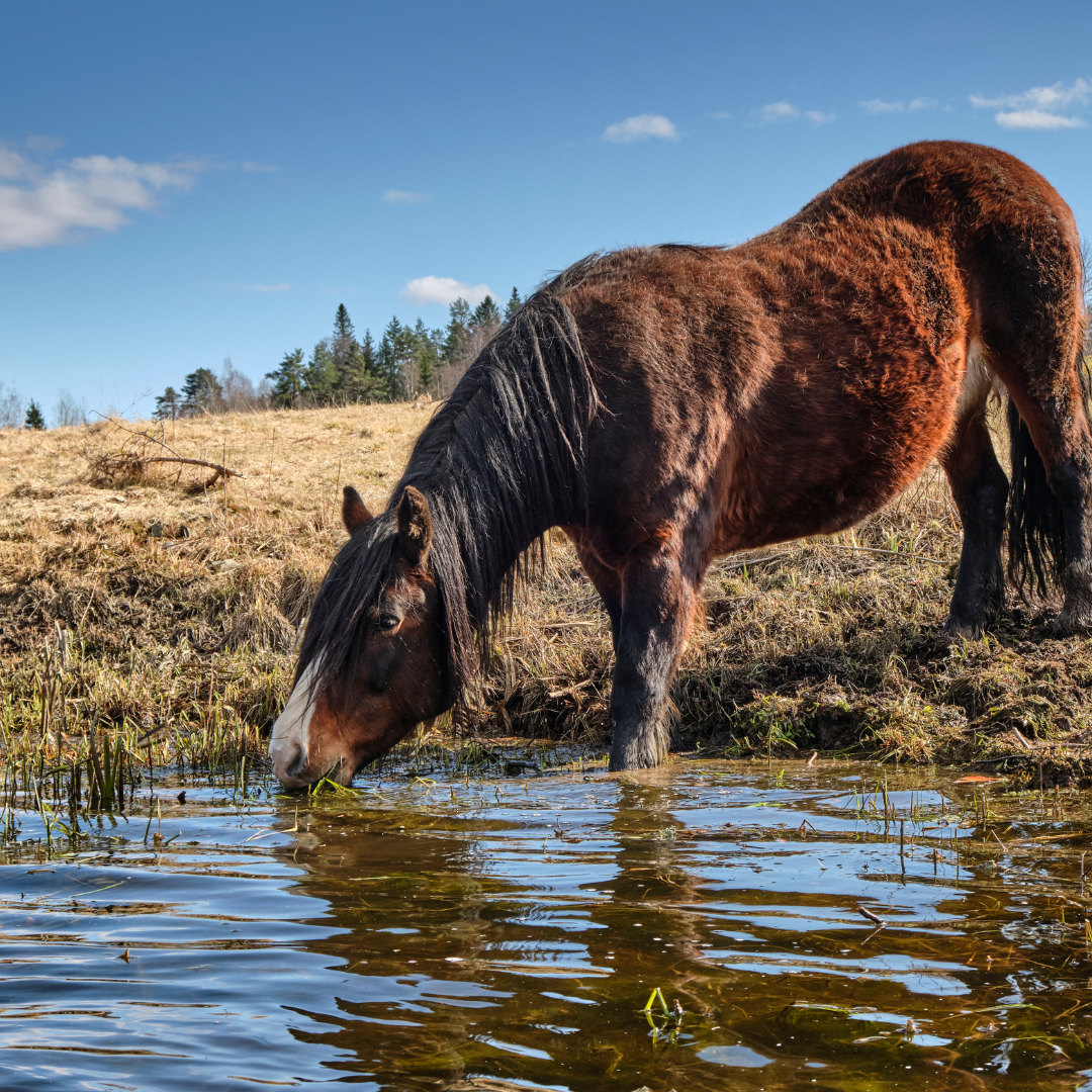 Horse drinking water from a dam. The horse has a long coat and has its two front feet in the water. 