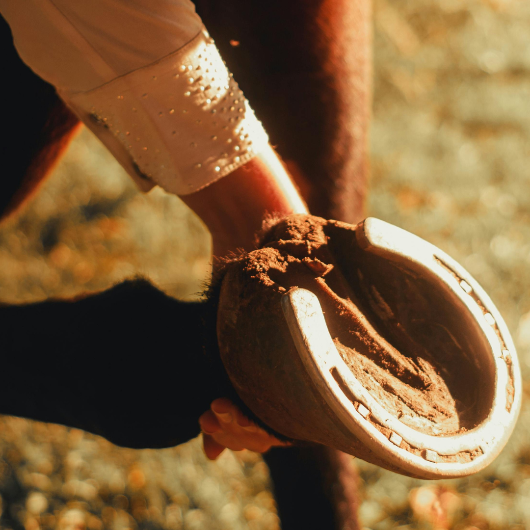 Winter Hoof Care Tips for Horses | Prevent Thrush, Soft Soles & Hoof Problems
