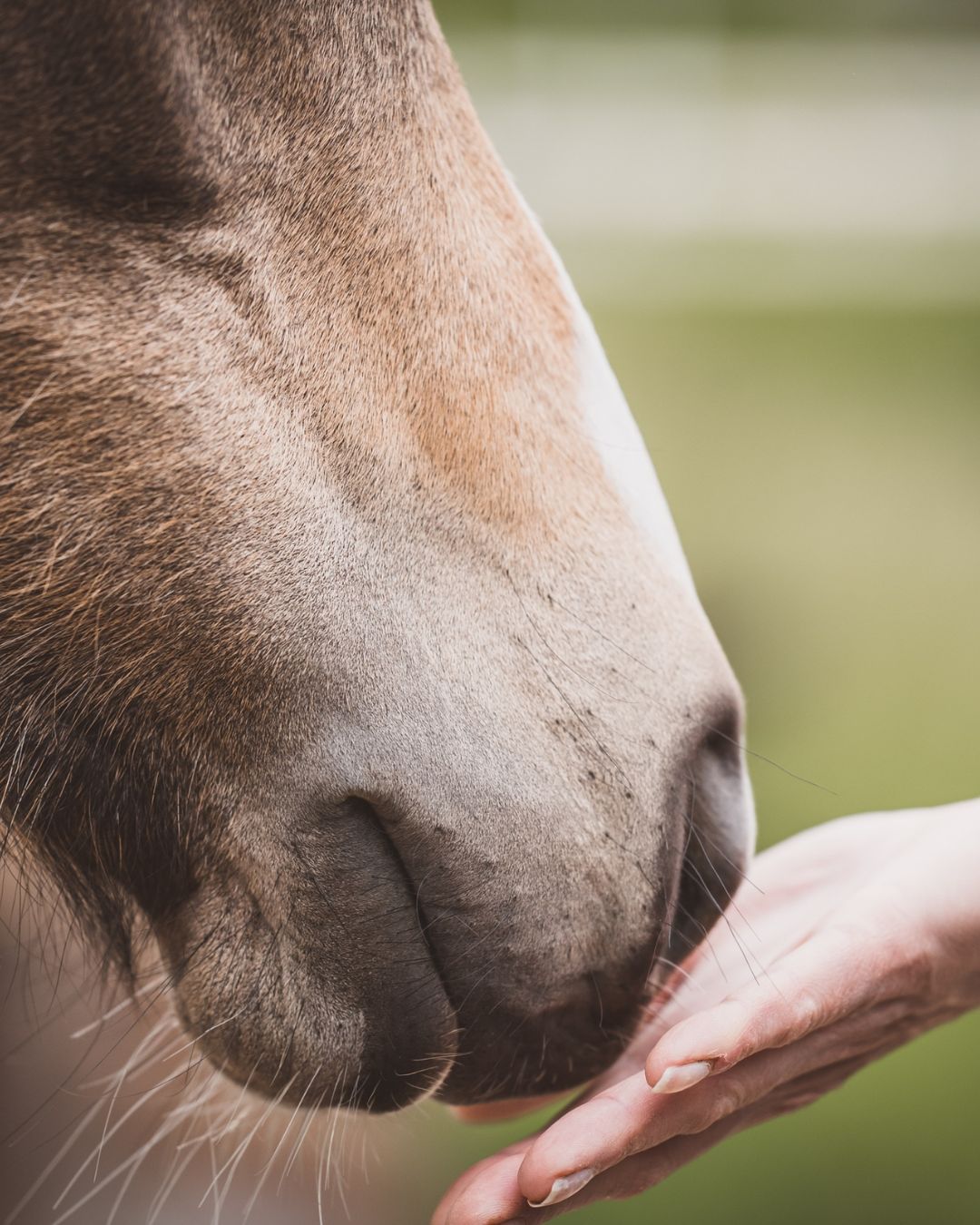 Salt vs Electrolytes for Horses: What’s the Difference?