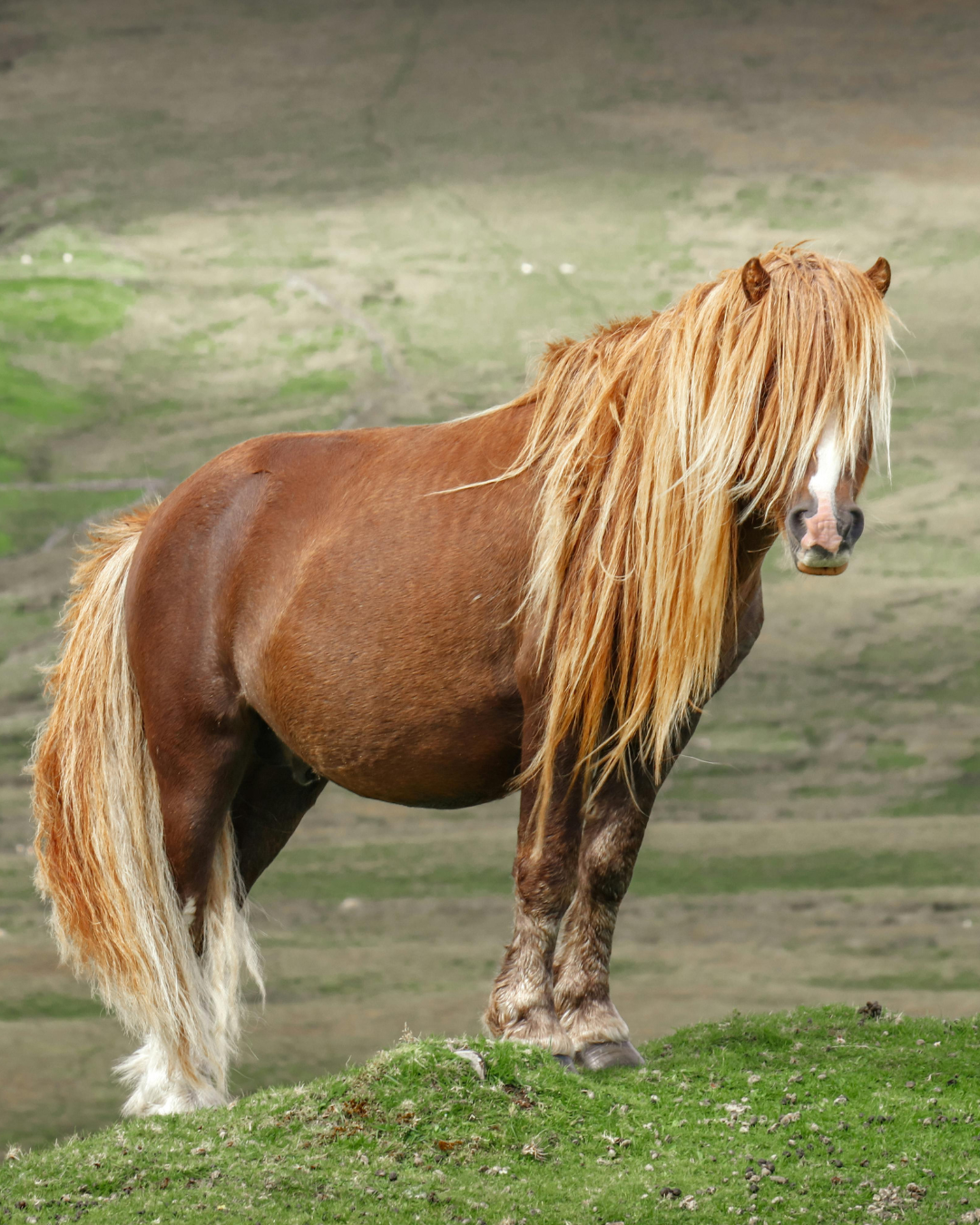 How to Body Condition Score a Horse: A Practical Guide