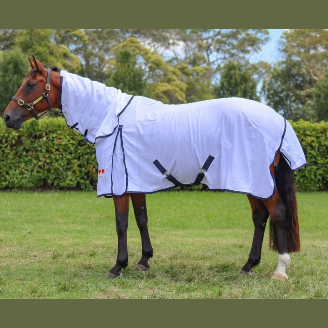 Choosing the Right Rug for Your Horse