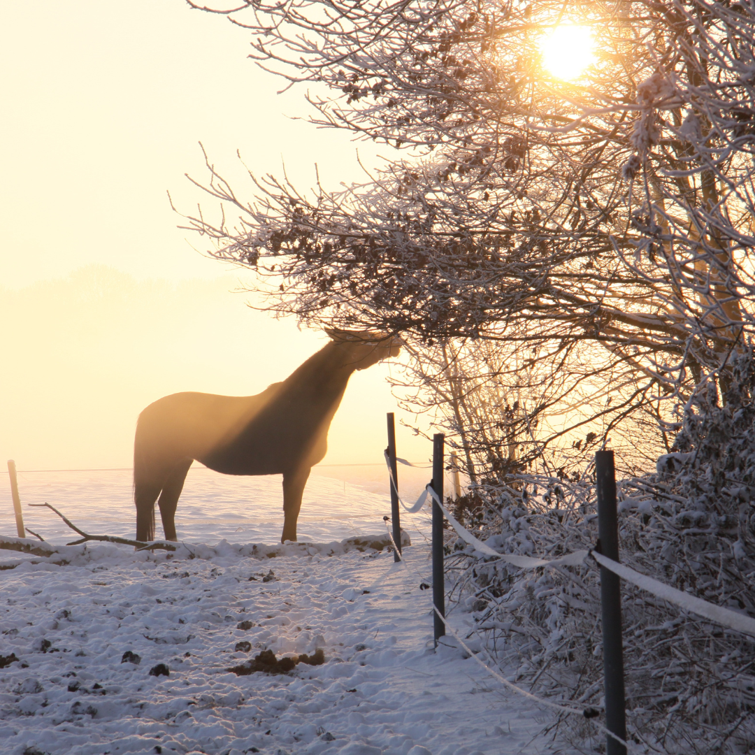 Winter Care Tips for Your Horse