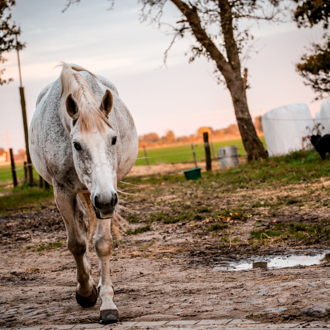 Feeding Horses in Muddy Pastures