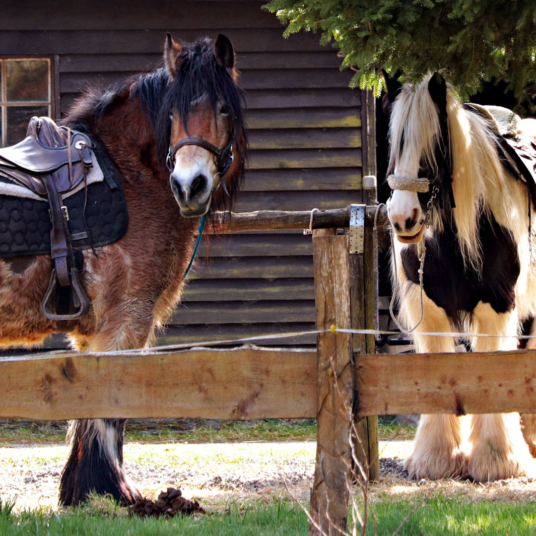 Protein Requirements for Horses: Is Your Horse Getting Enough?