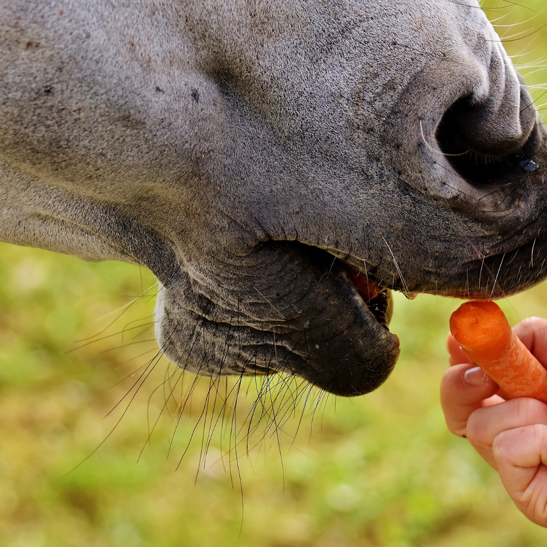 Encouraging Picky Eaters in Horses: Tips for a Healthy Appetite