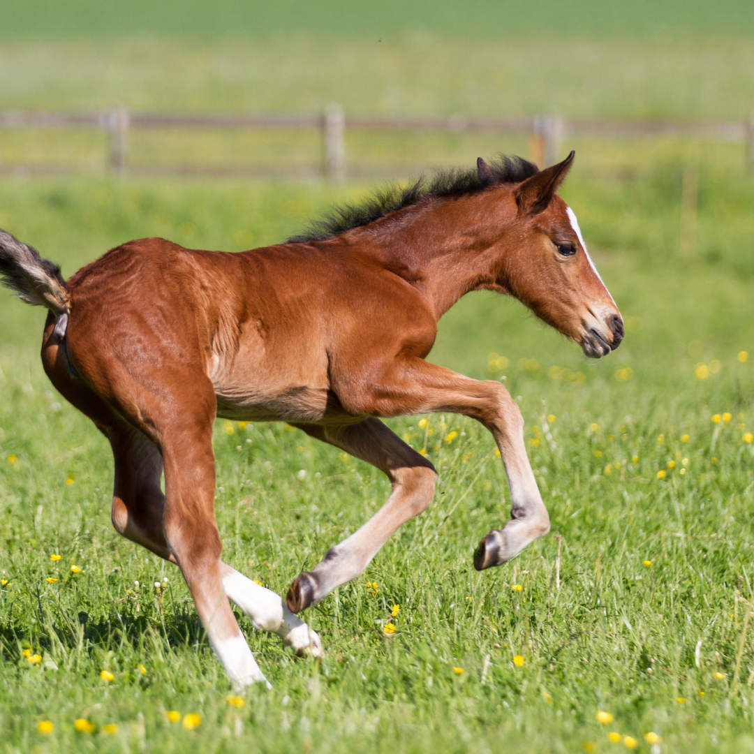 Your Comprehensive Guide to Feeding Young Horses
