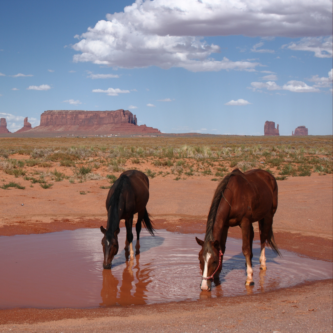 Hydration and Electrolyte Balance in Horses: Essential for Health and Performance