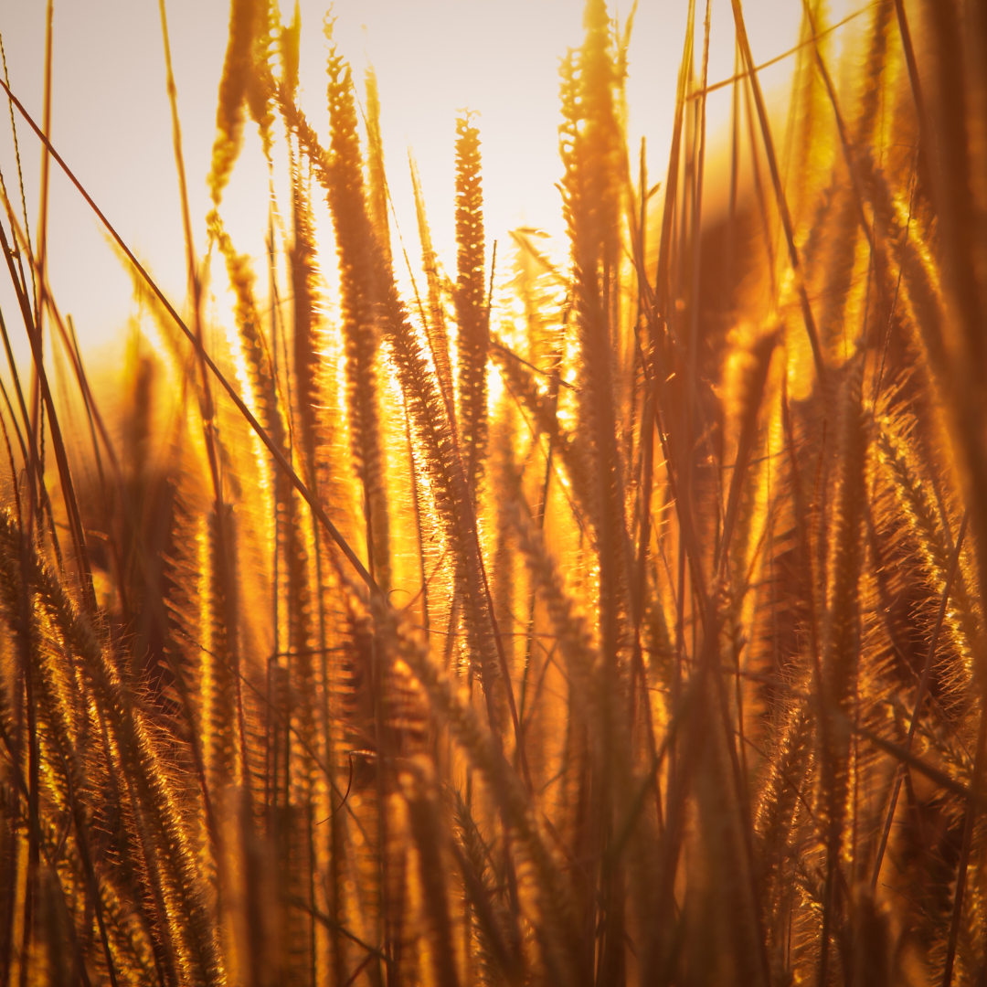 Rice Bran for Horses: Benefits, Uses, and Considerations - Oakford ...