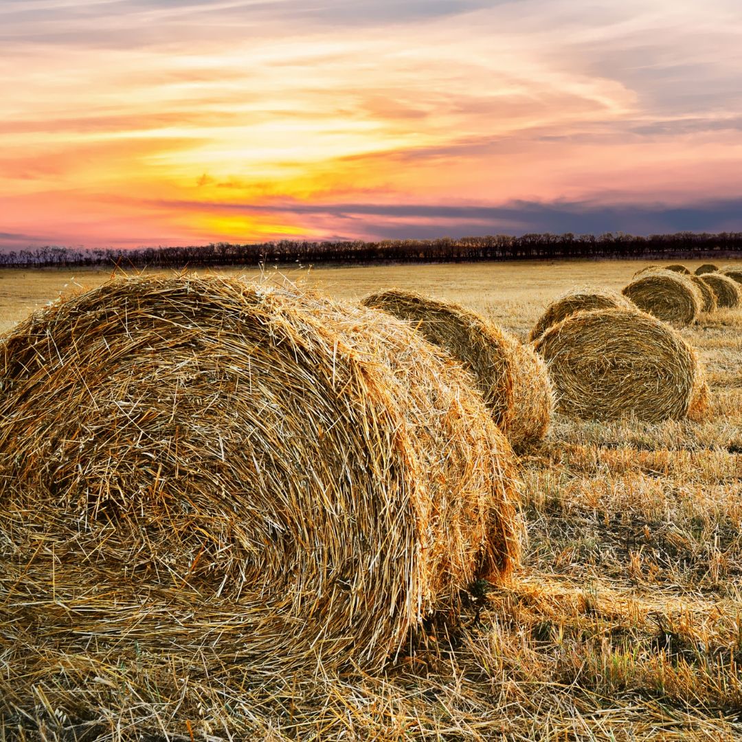 Image showcasing Annual Ryegrass Toxicity: What You Need To Know - Oakford Stockfeeds