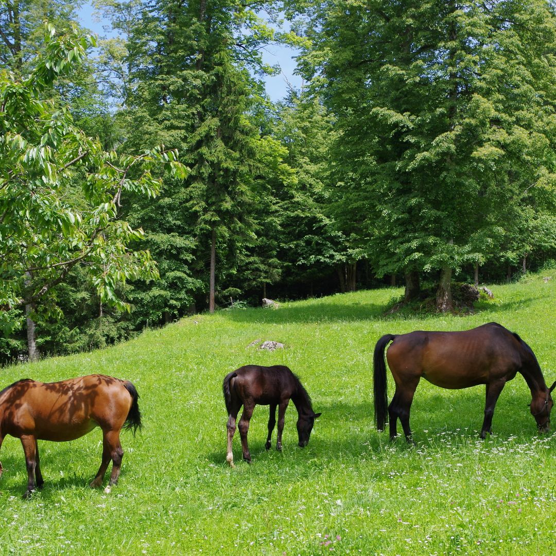 From Lush to Risky: Keeping Horses Healthy on Spring Grass