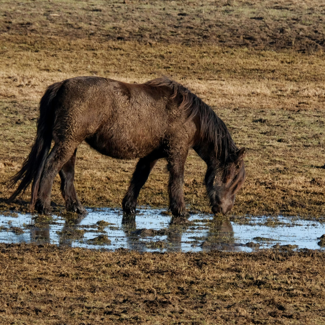 Feeding Horses in Muddy Pastures: Winter Horse Care Tips