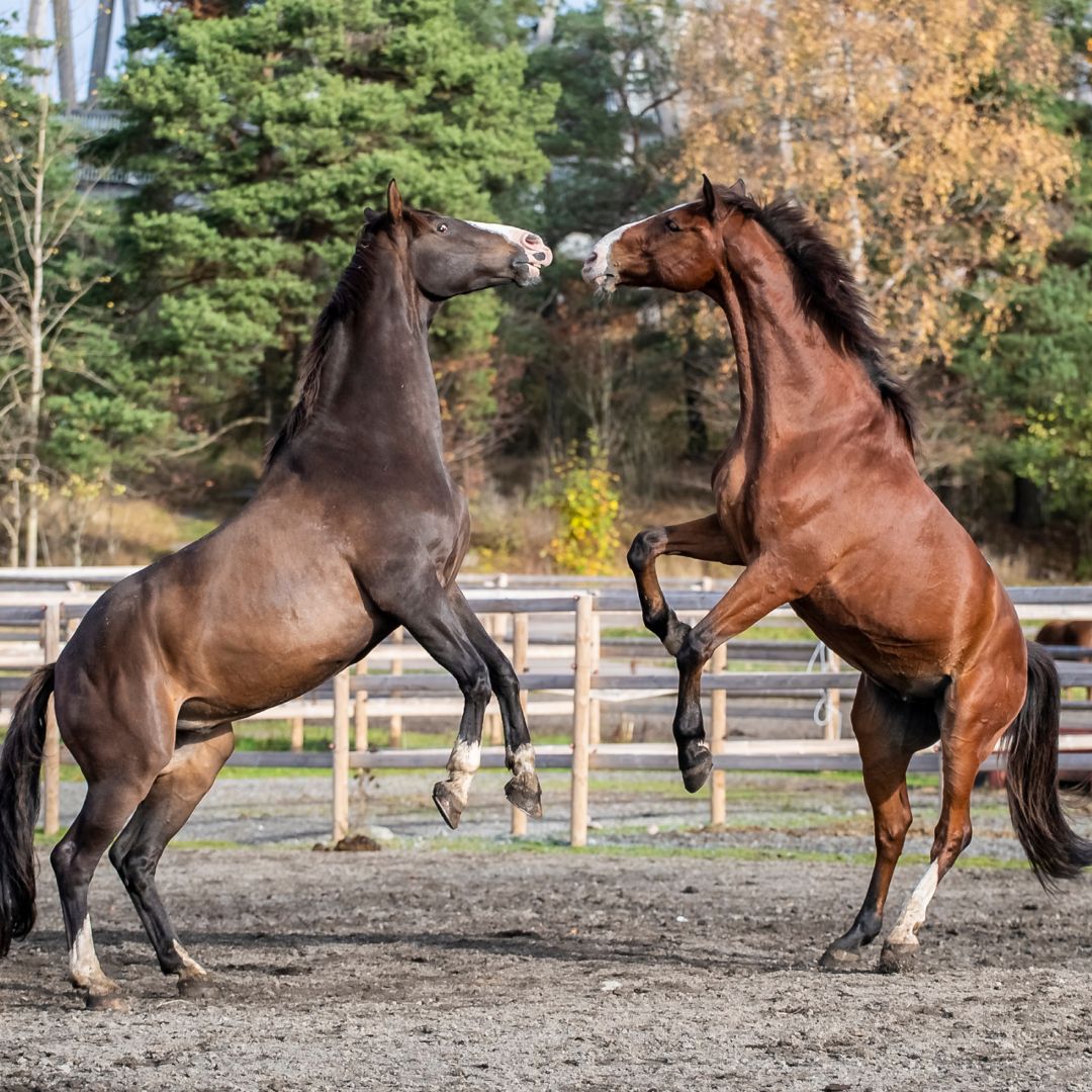 Autumn Horse Care: Essential Considerations for the Changing Season