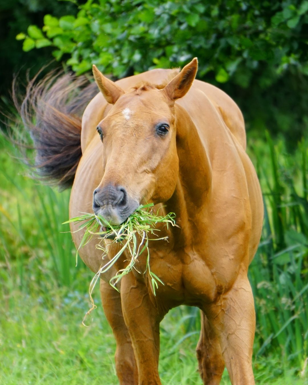 Spring Grass, Sugar & Laminitis: What Horse Owners Need to Know